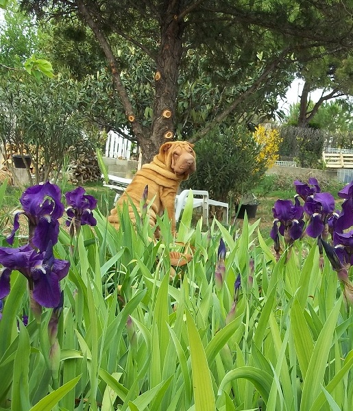 Gao'mi des Jardins du Siam