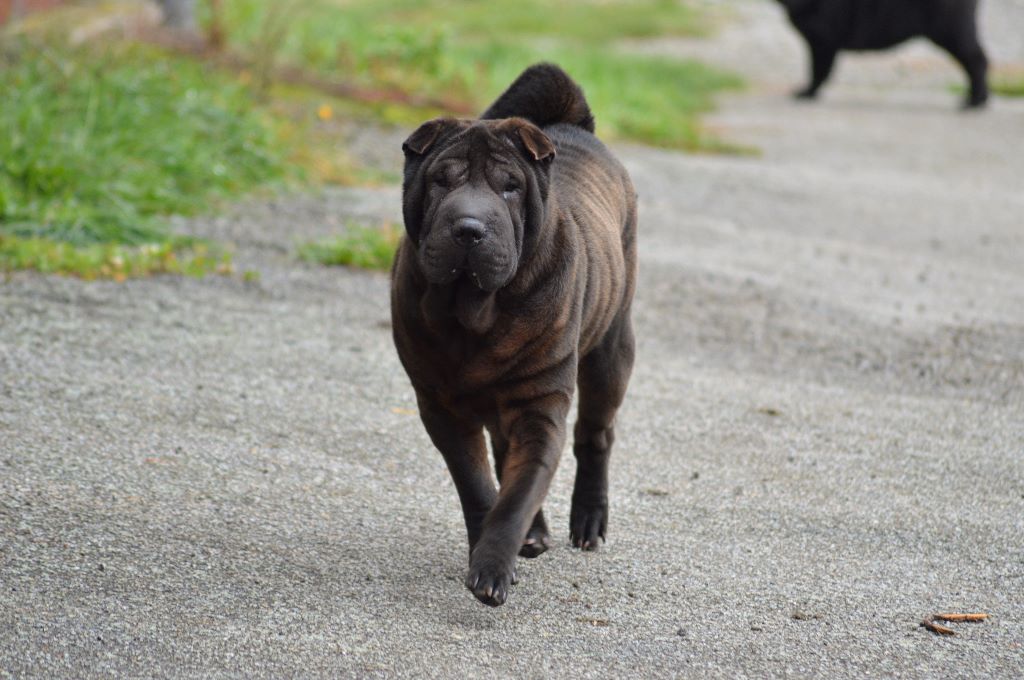 Huan mei black des Jardins du Siam