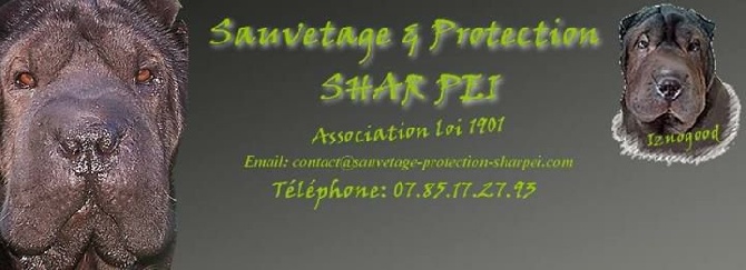 Sauvetage Protection Shar Pei