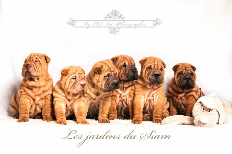 des Jardins du Siam - Shar Pei - Portée née le 01/09/2014
